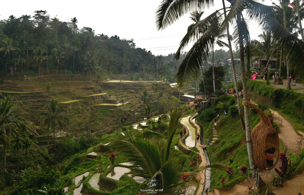 Indonesia accessibile in sedia a rotelle, nella foto la vista delle risaie terrazzate a Bali