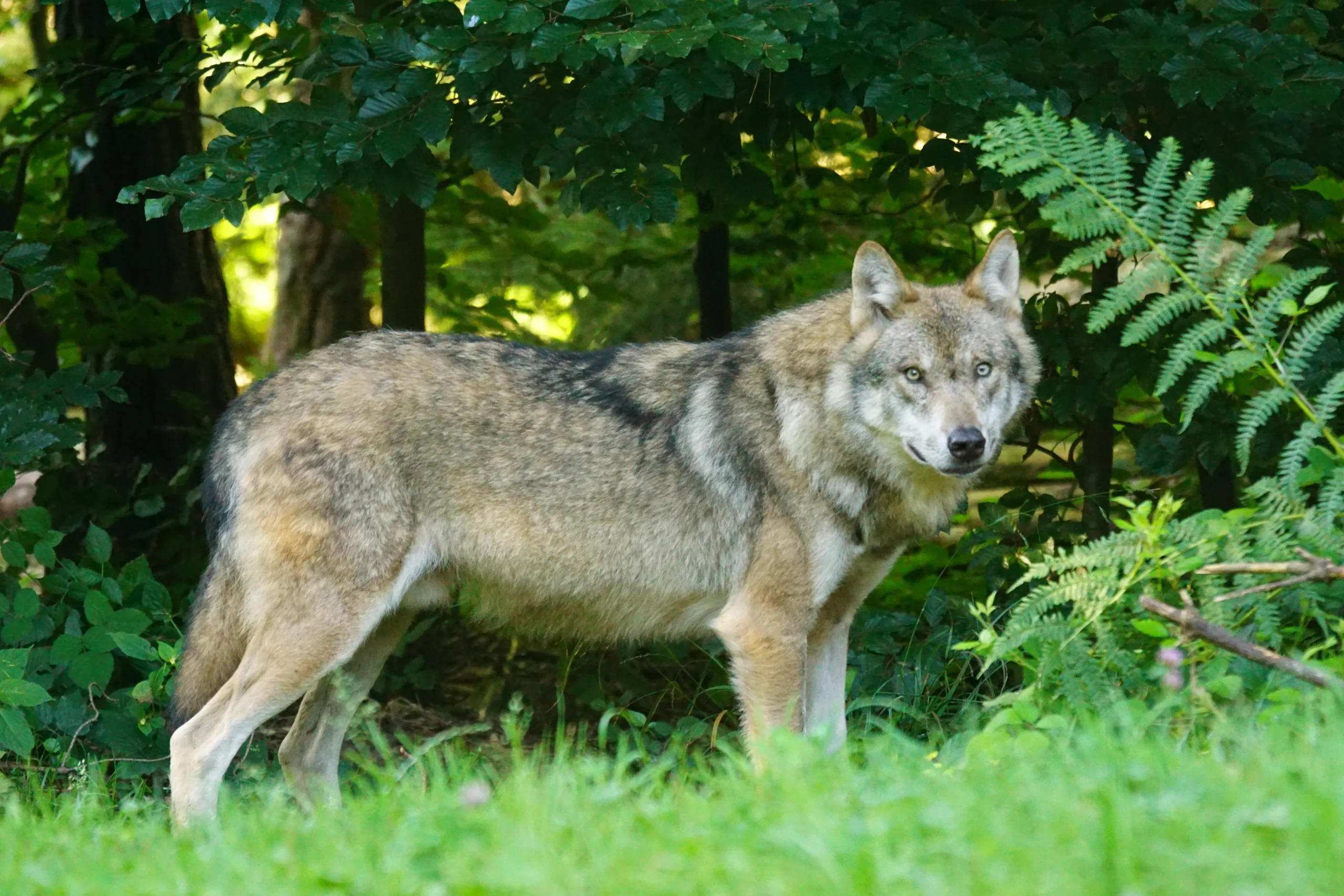 Come incontrare un lupo in Abruzzo