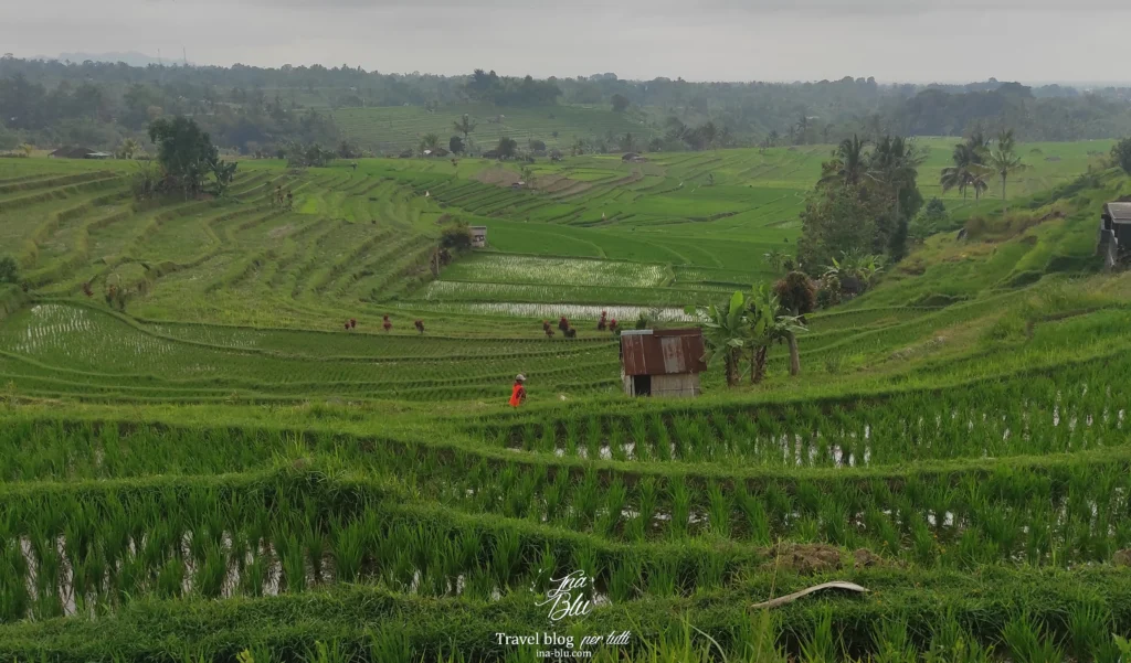 Cosa vedere a Bali in 10 giorni, in foto le risaie di Jatiluwih