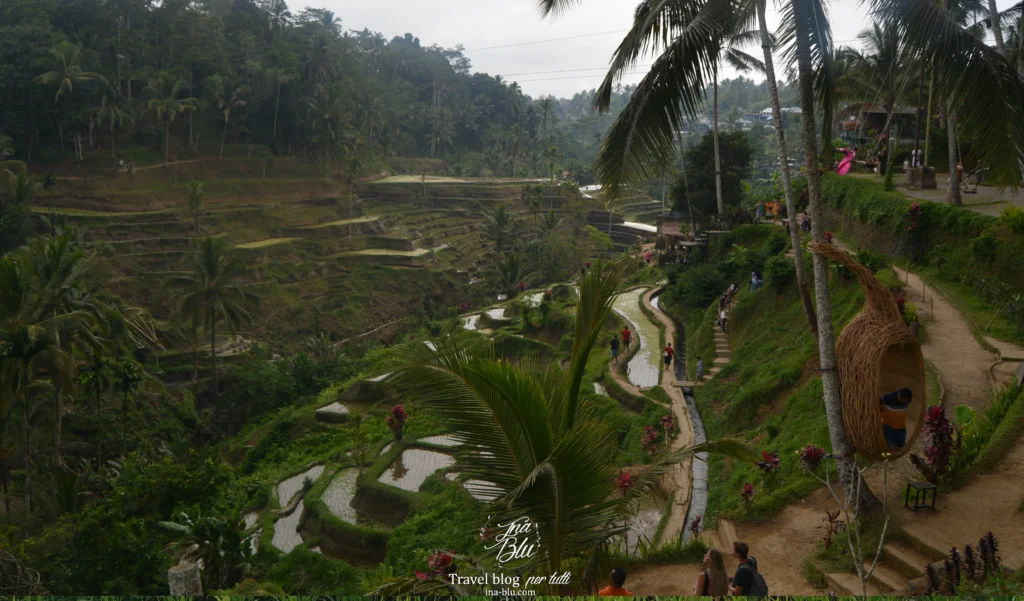 Cosa vedere a Bali in 10 giorni, in foto le risaie di Tegallalang